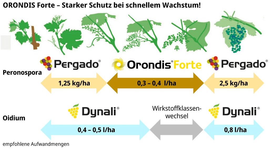 Orondis Forte - Starker Schutz bei schnellem Wachstum