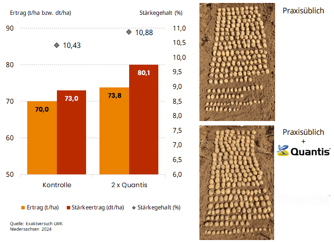 Ertrag und Stärkegehalt mit Quantis in der Kartoffel