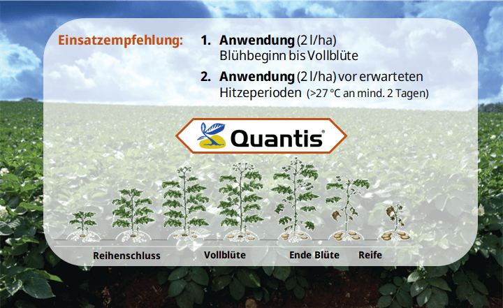 Quantis Anwendung in der Kartoffel