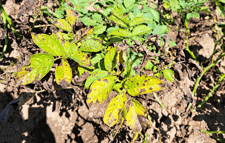 Alternaria an Kartoffelpflanze