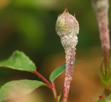 Nahaufnahme einer Knospe mit Tautropfen an rötlichem Stiel, grüner Hintergrund