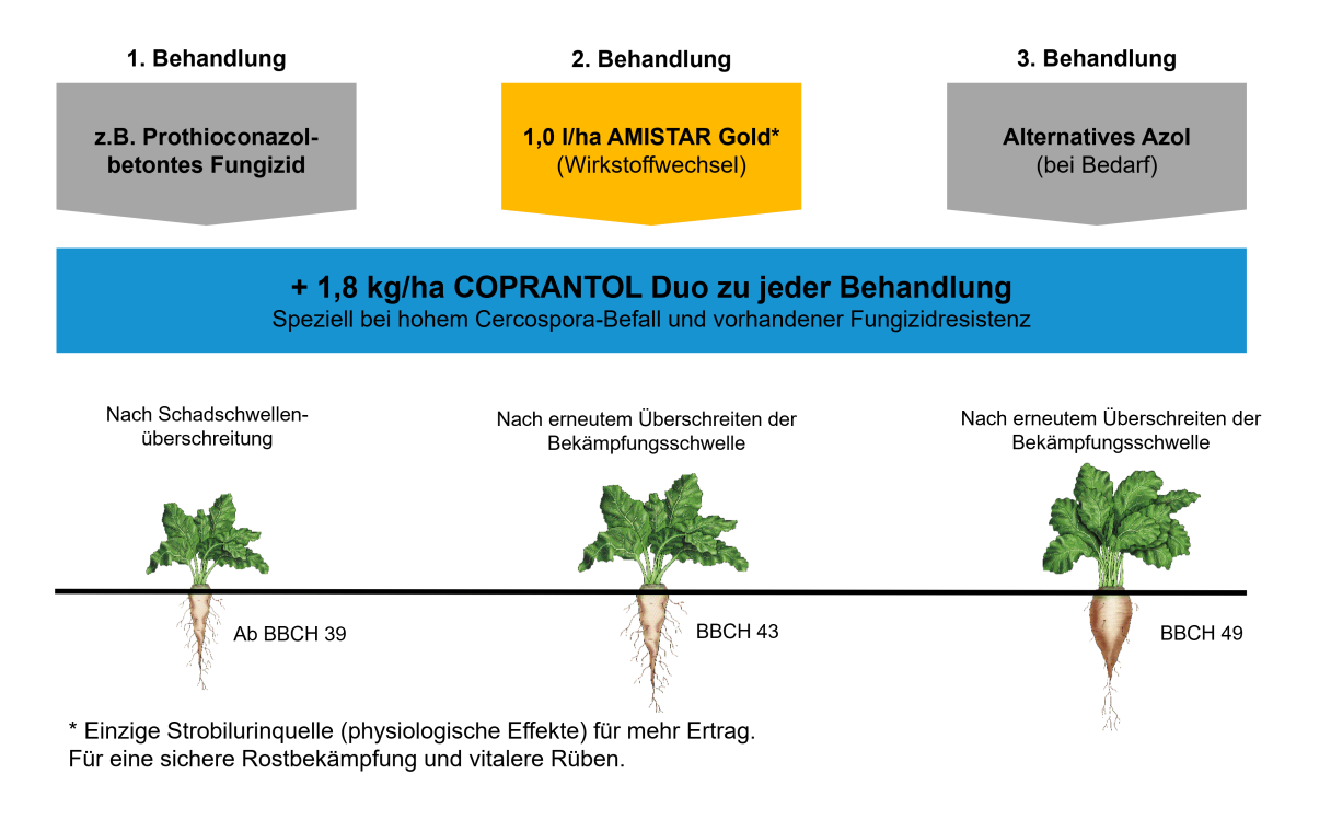 Zuckerrübe Empfehlung mit Amistar Gold