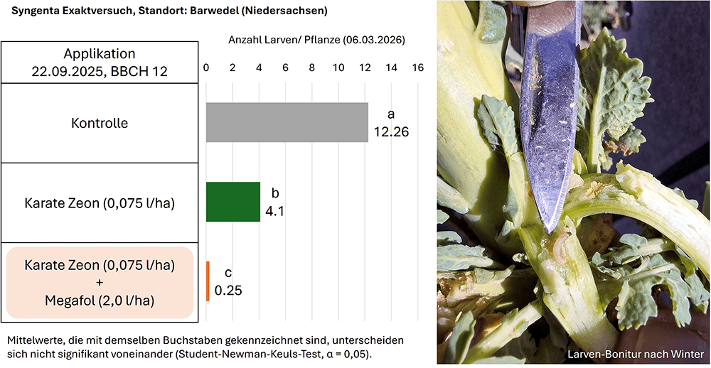 Versuchsgrafik: Larven pro Pflanze im Winterraps