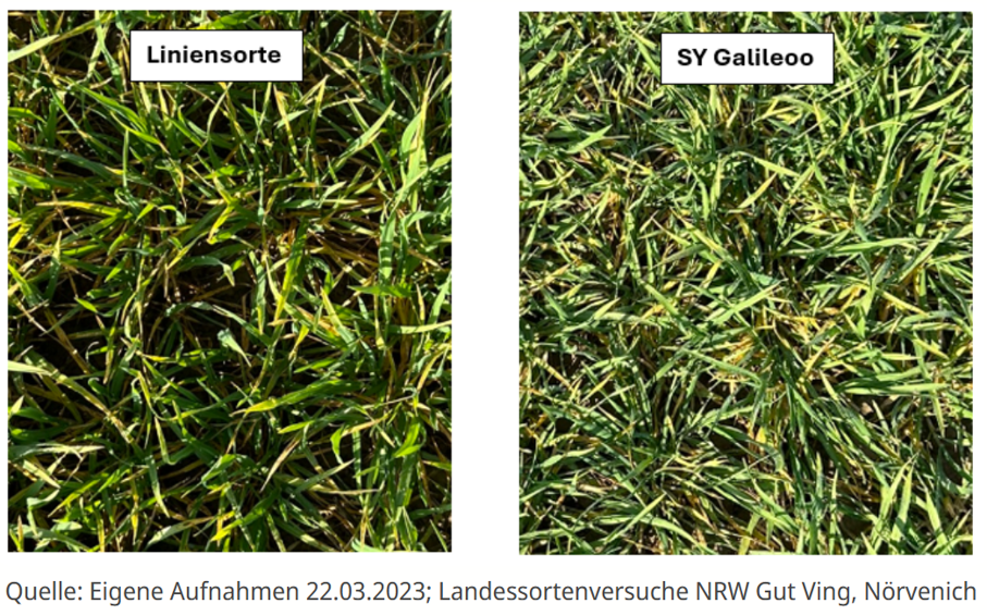 Zwei Grasflächen im Vergleich: links Liniensorte, rechts SY Galileoo, mit Quellenangabe unten