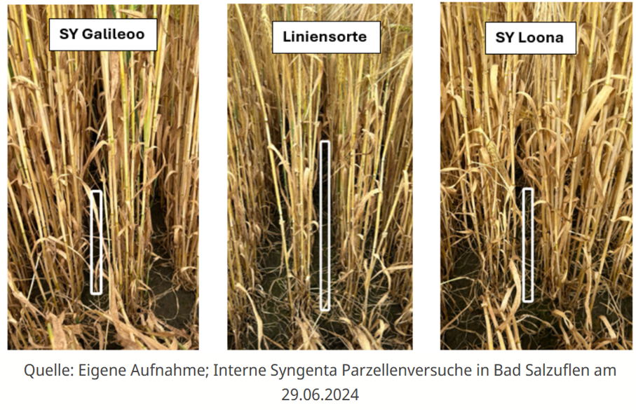 Vergleichsfoto von Getreidehalmen mit drei Messstäben und Sortennamen oben