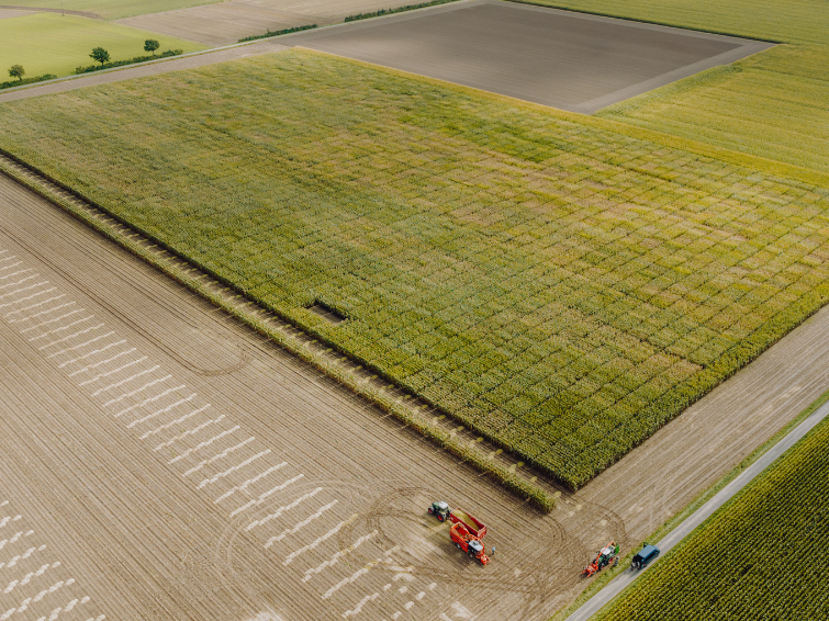 Luftaufnahme eines Traktors auf einem Feld neben einer Straße Parzellenernte Mais