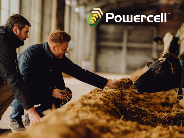 Zwei Menschen am Futtertisch mit Kühen und Maissilage