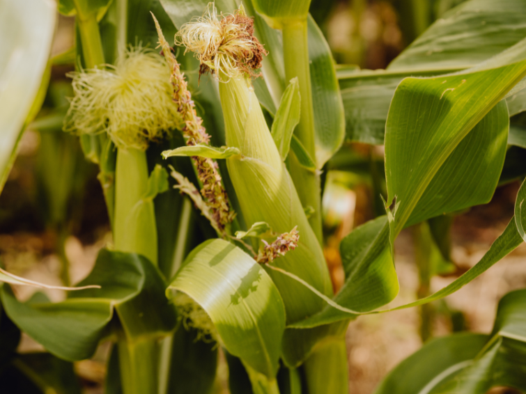 Maiskolben mit gelben Fäden zwischen grünen Blättern im Feld