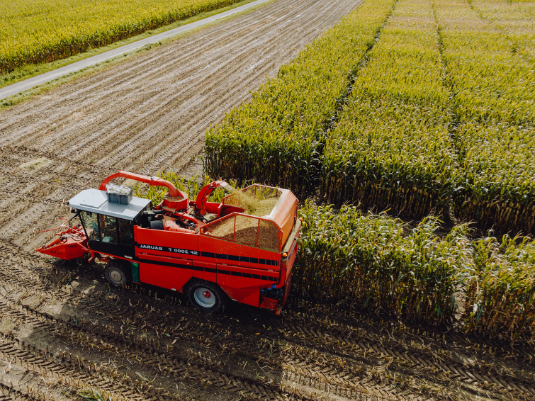 Roter Häcksler erntet Maisfeld, Luftaufnahme bei goldenem Licht