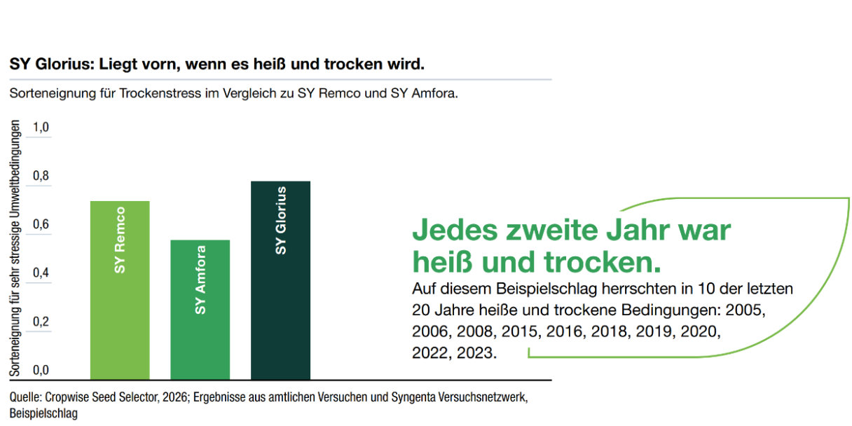 SY Glorius: Liegt vorn, wenn es heiß und trocken wird.