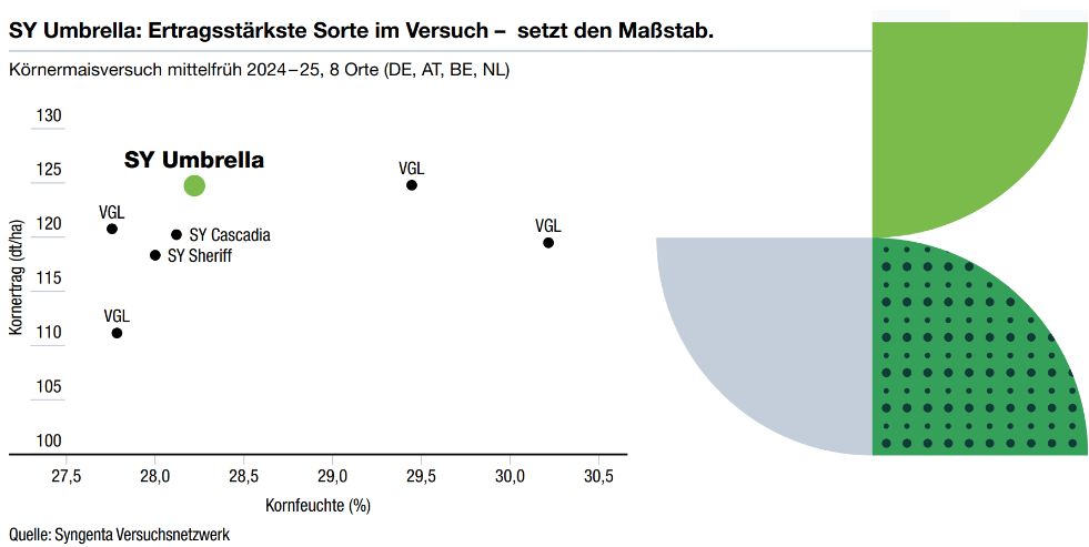SY Umbrella: Ertragsstärkste Sorte im Versuch – setzt den Maßstab.