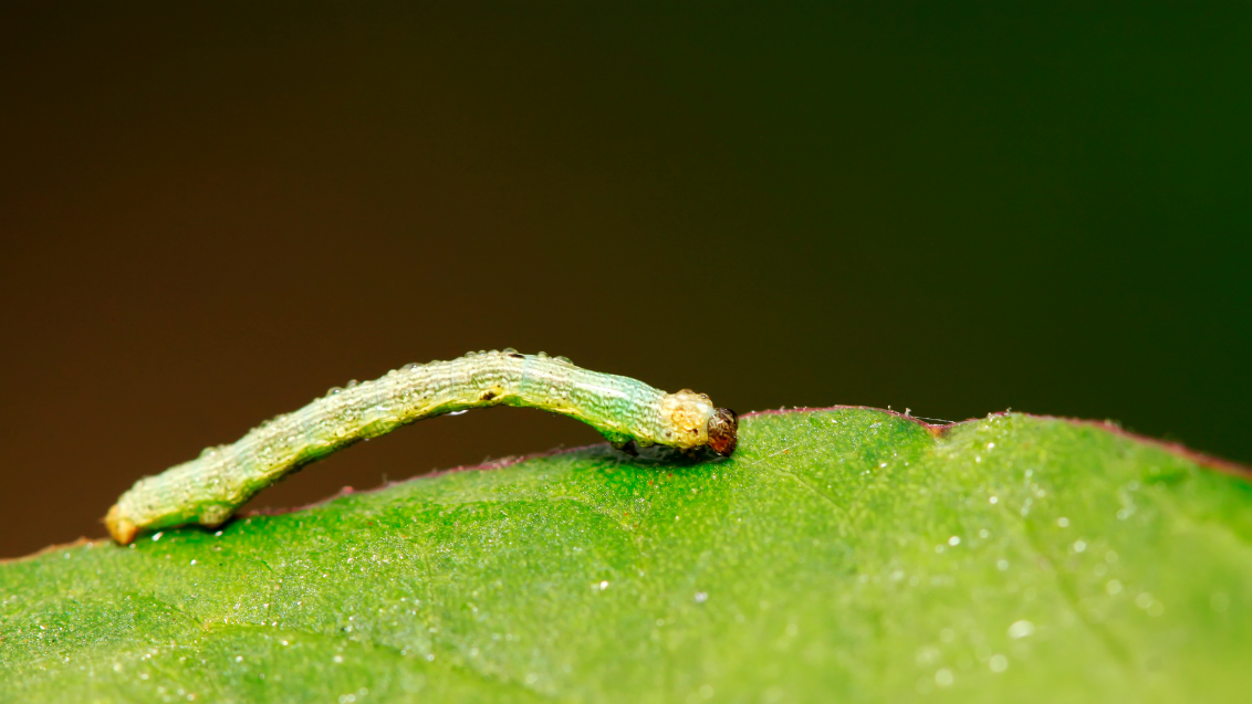 Grüne Raupe auf einem Blatt vor unscharfem braunem Hintergrund