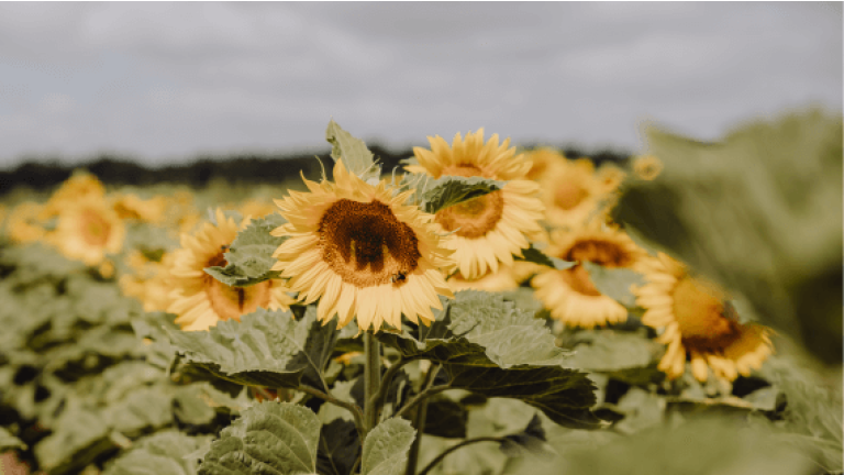 SY Nebraska Sonnenblume