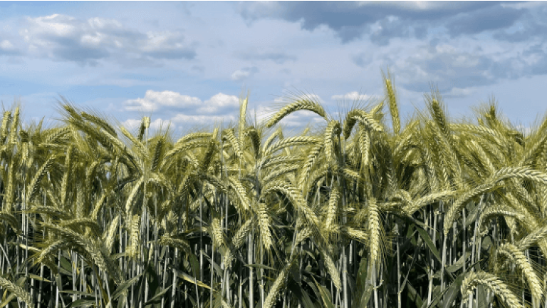 Cedrico Triticale