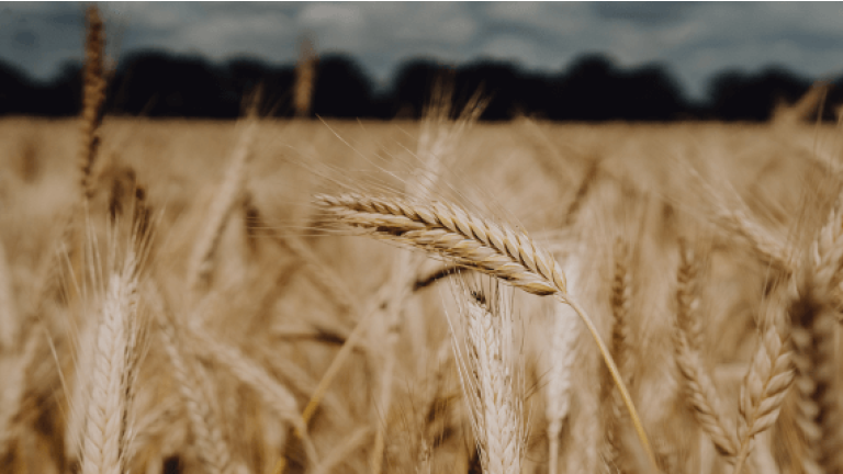 Lombardo Triticale