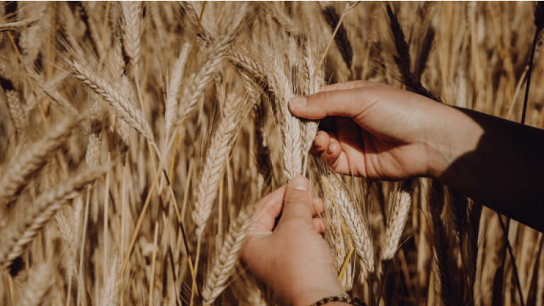Lumaco Triticale