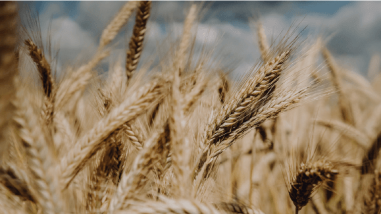 Promiso Triticale