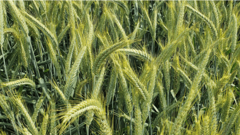 Temuco Triticale