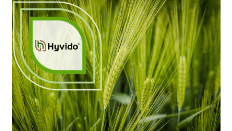 SY Dakoota Hybridgerste