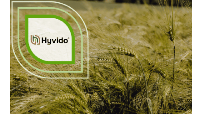 SY Baracooda Hybridgerste