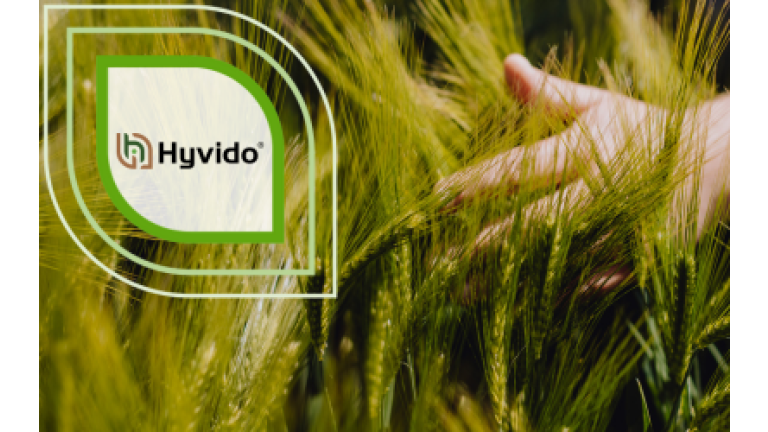 SY Chevioot Hybridgerste