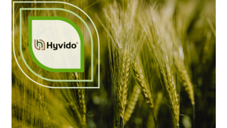 SY Colyseoo Hybridgerste