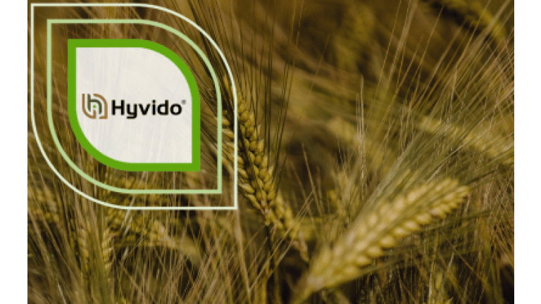 SY Heroo Hybridgerste