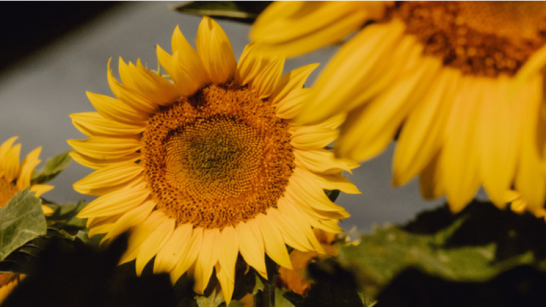 Nahaufnahme gelber Sonnenblumen im warmen Licht, eine Blüte im Fokus.