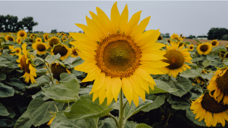Große Sonnenblume im Vordergrund, dahinter ein Feld voller Sonnenblumen unter grauem Himmel