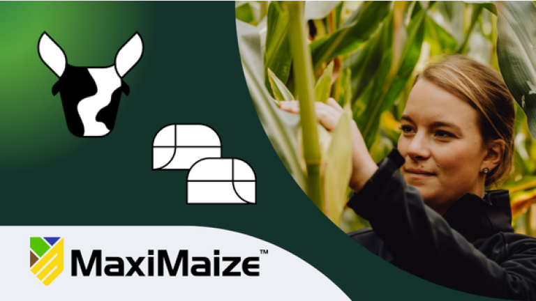 Frau prüft Maispflanzen; links MaxiMaize-Logo auf dunklem Hintergrund