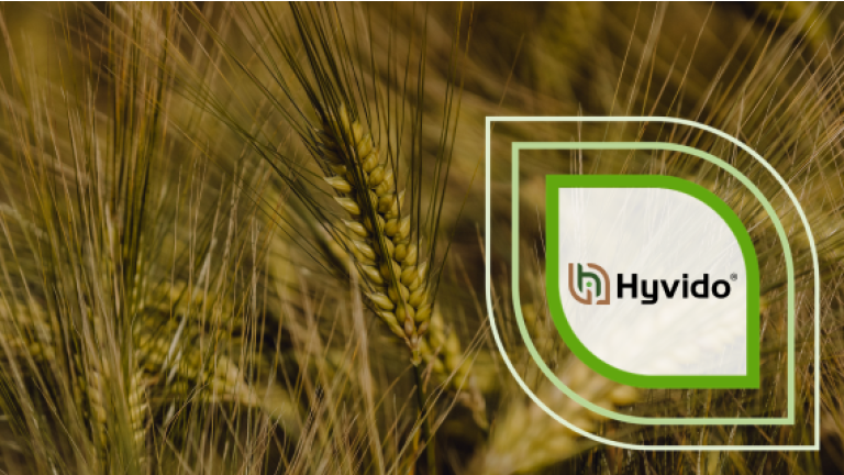 Logo „Hyvido“ auf goldener Getreideähren-Hintergrund