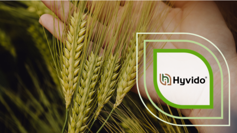 Logo „Hyvido“ über Weizenähren im Hintergrund